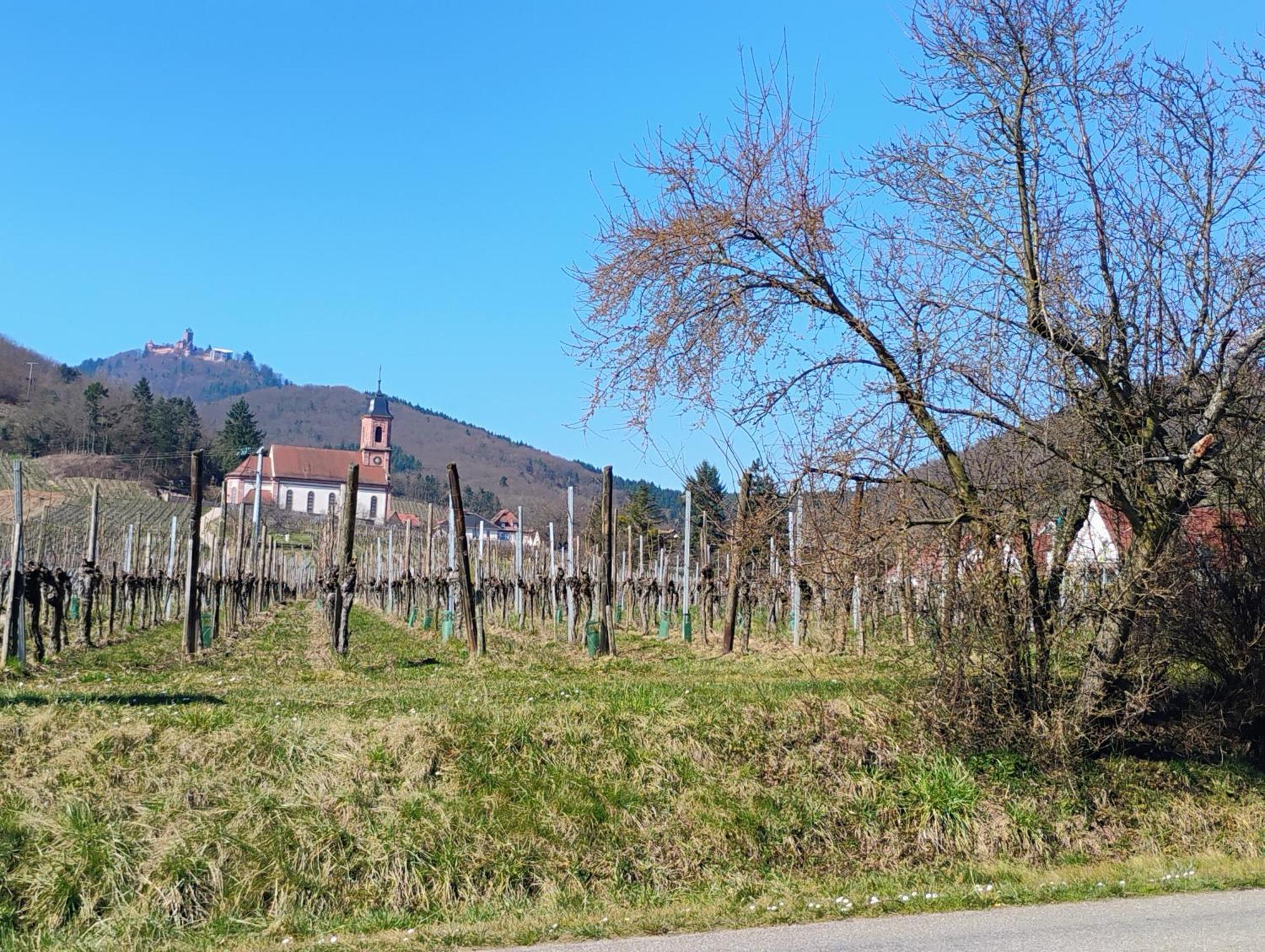 Gite Le Marronnier - Au Calme - Parking & Terrasse - Pres De Colmar Et Riquewihr - Route Des Vins Châtenois 외부 사진